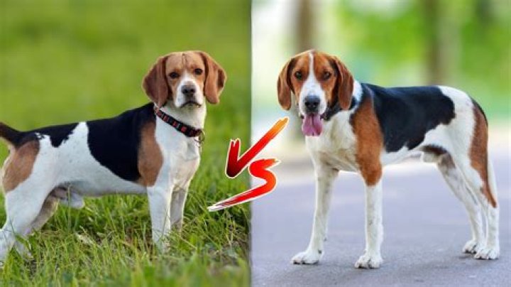 Is Harrier same as Beagle?